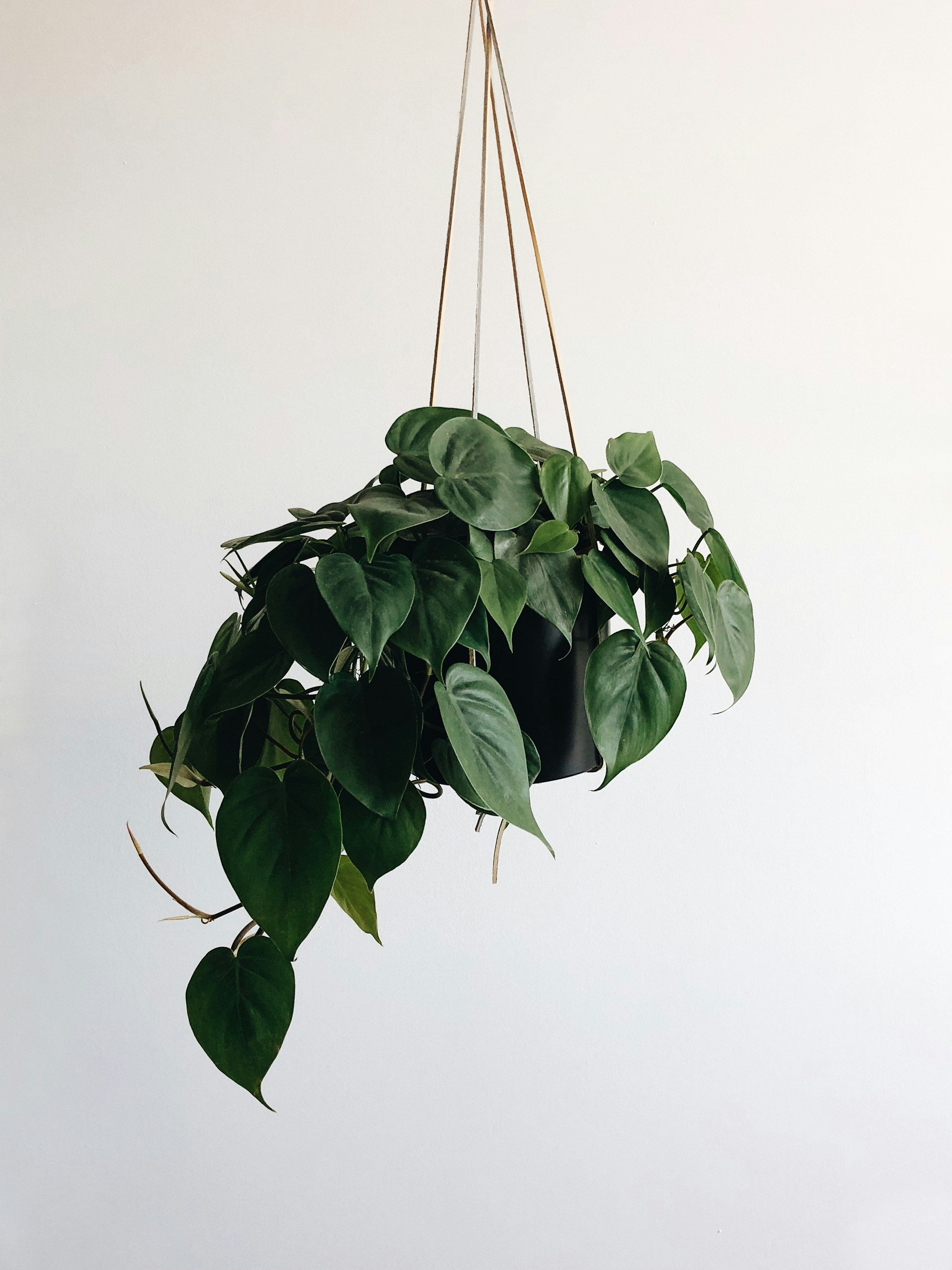 Hanging Plants
