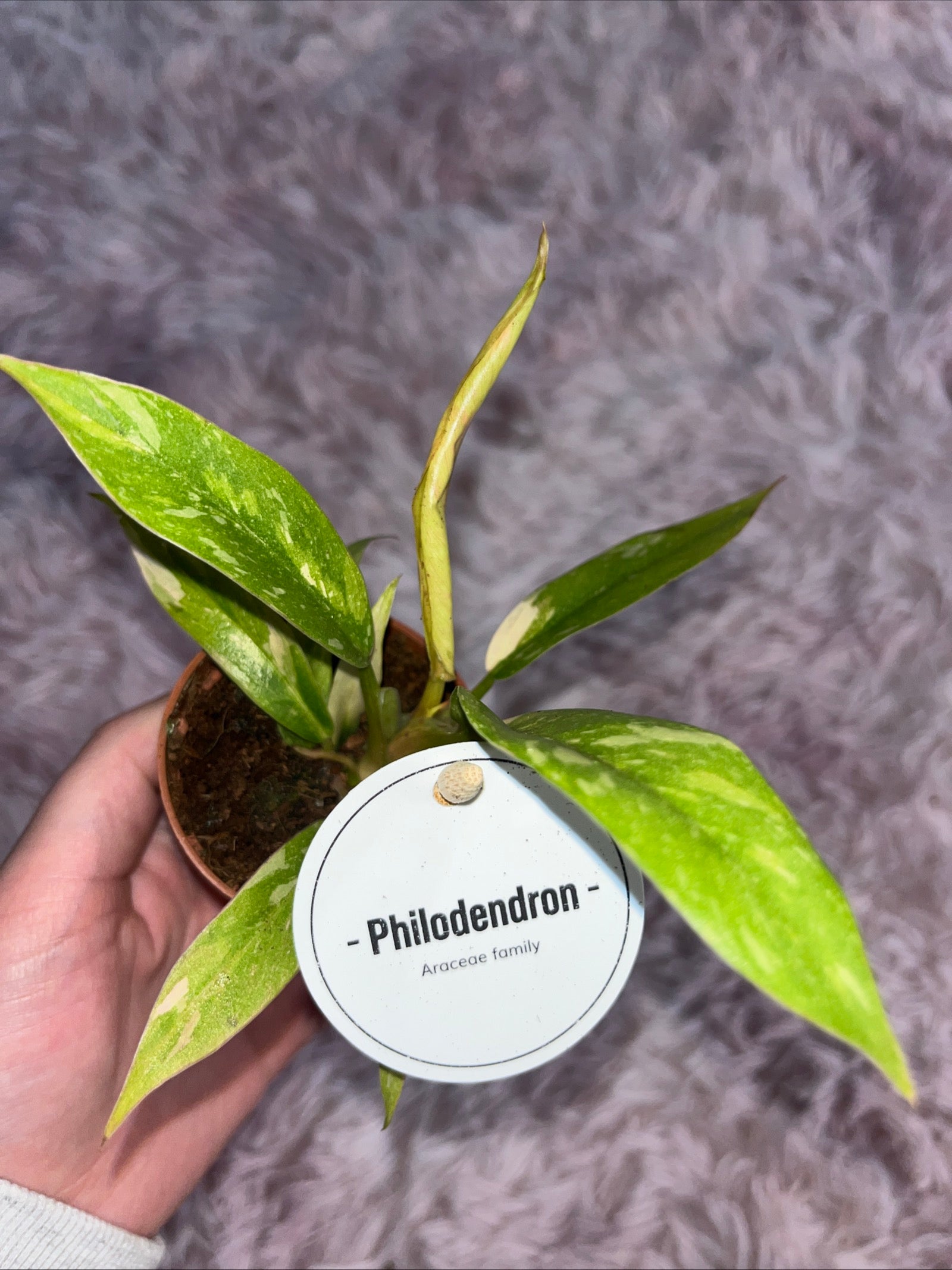 Philodendron Ring of Fire 6cm