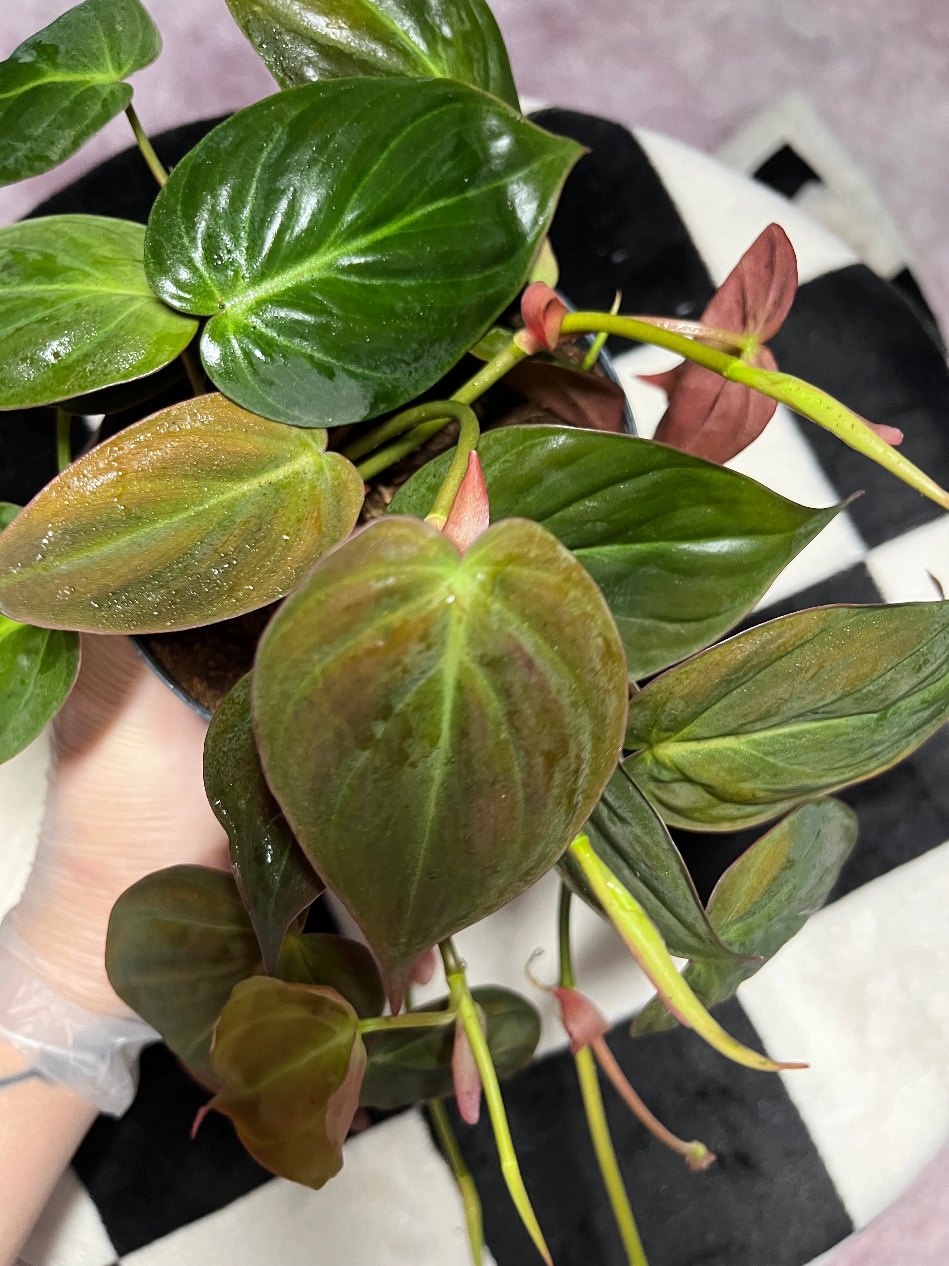 Philodendron Micans Scadens Velvet Leaf 12cm