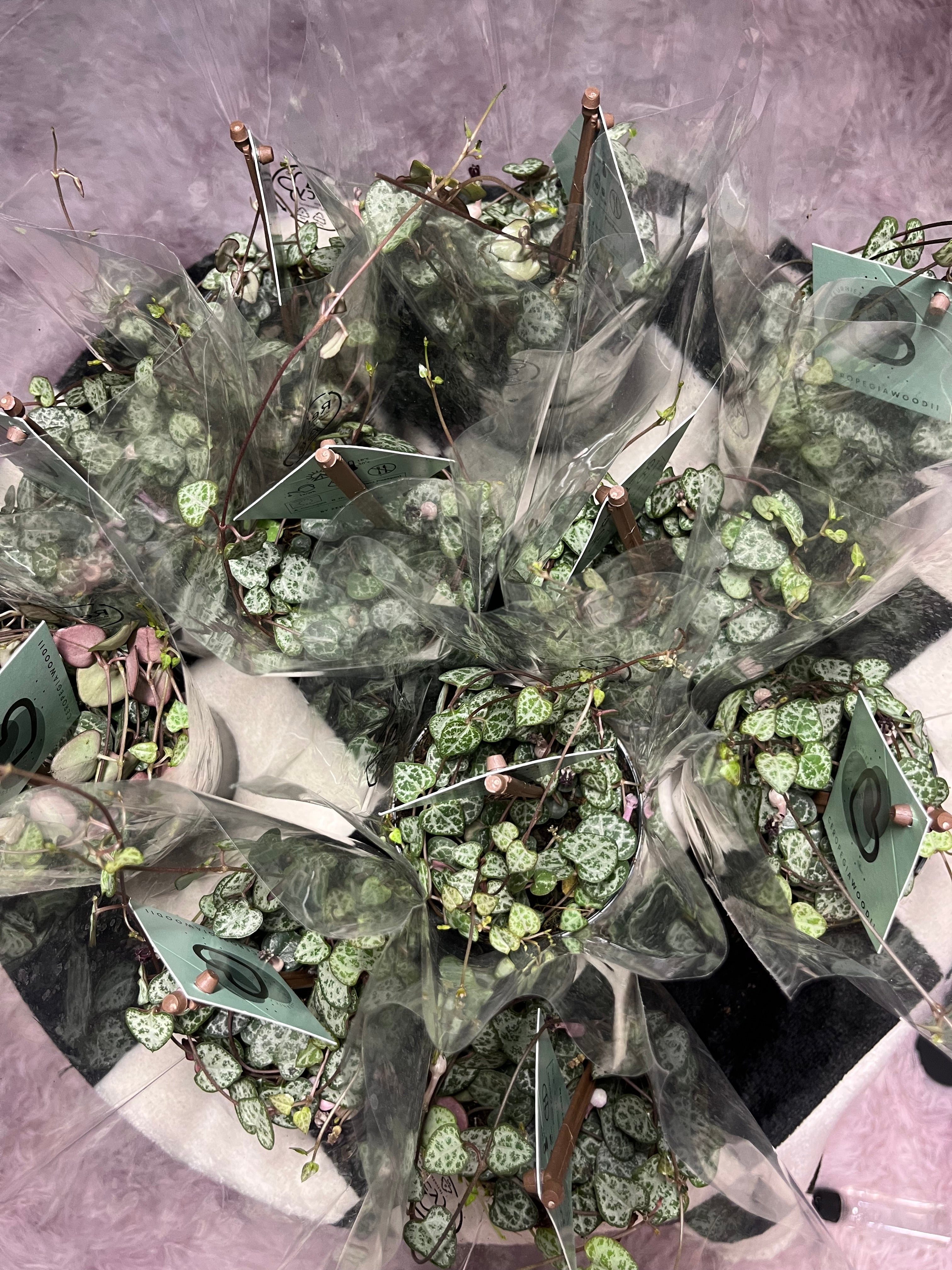 Ceropegia Woodii String of hearts 8.5cm