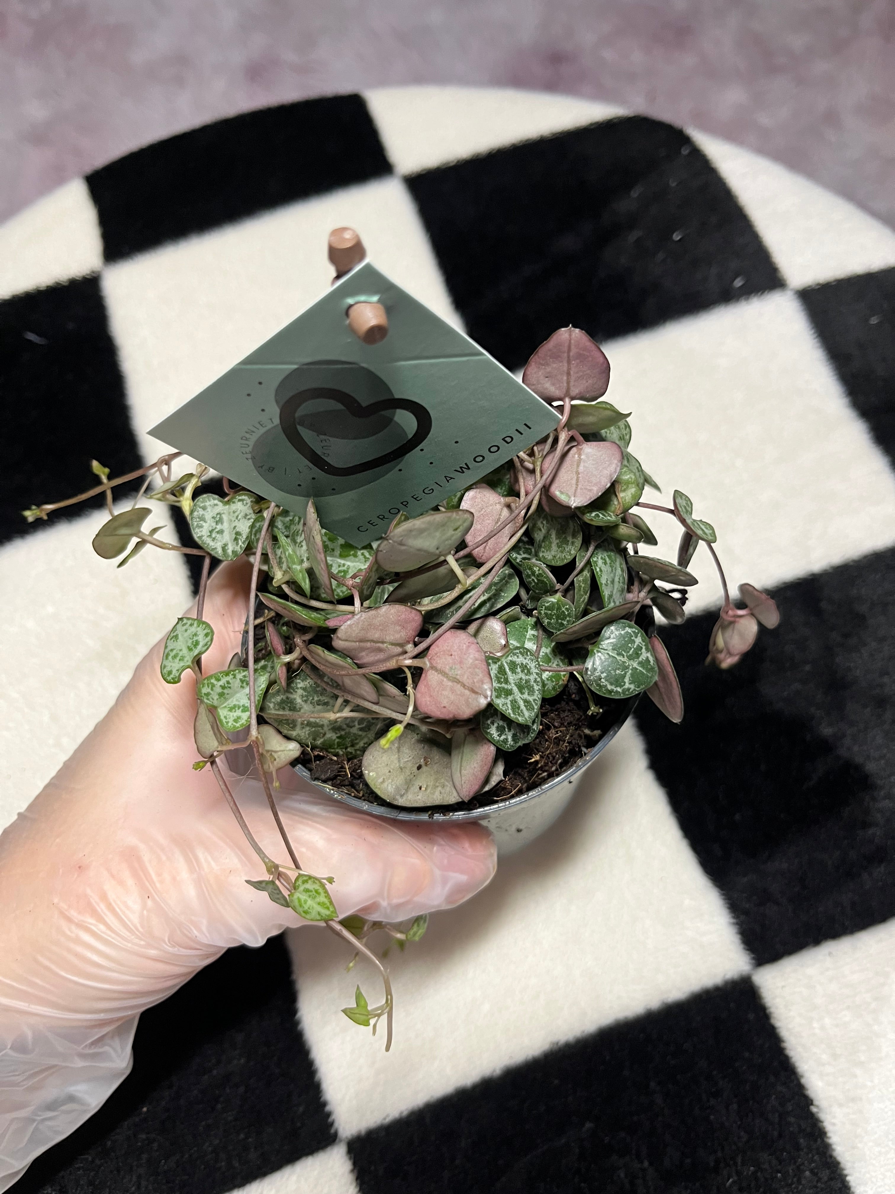 Ceropegia Woodii String of hearts 8.5cm