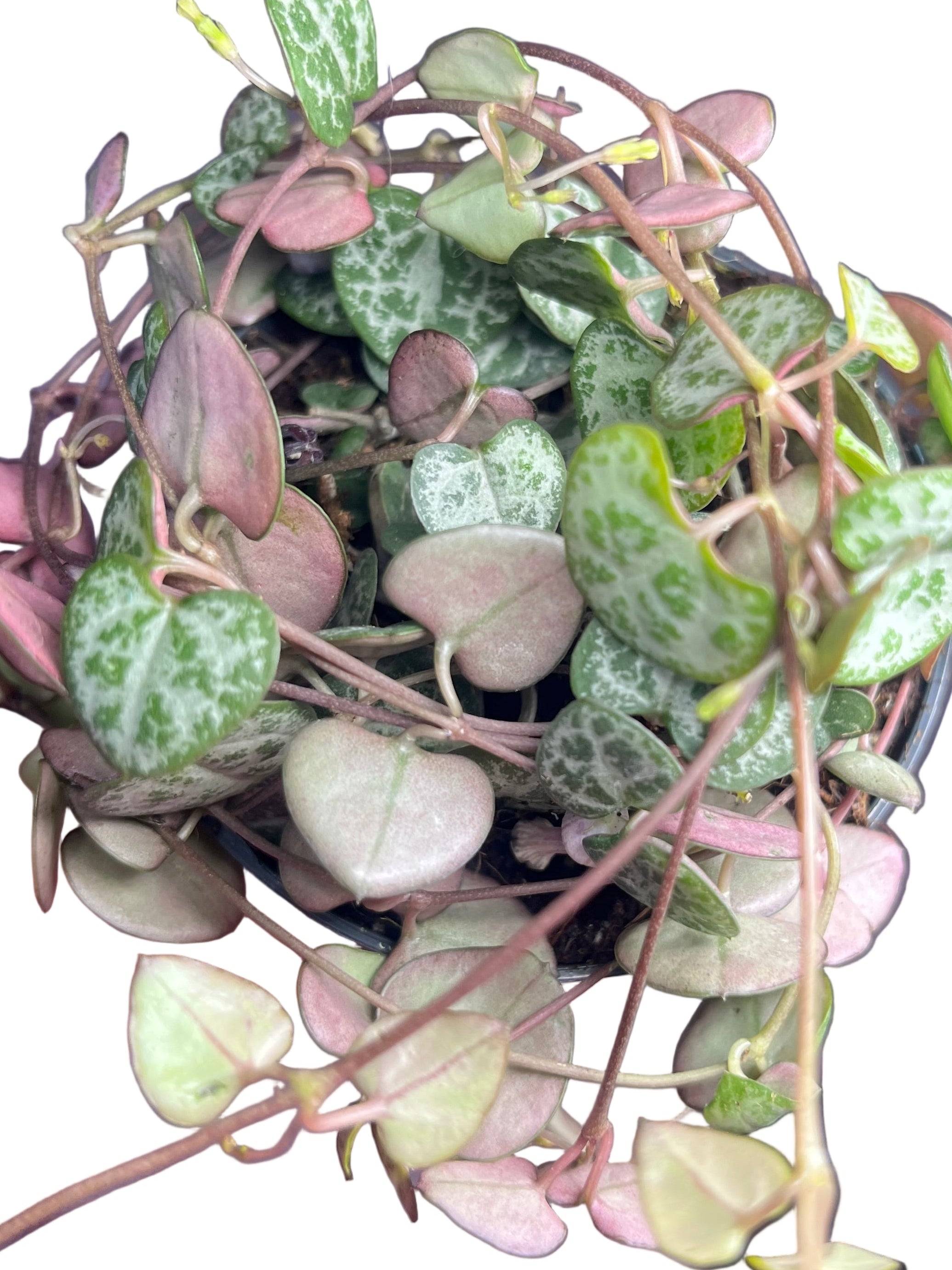 Ceropegia Woodii String of hearts 8.5cm