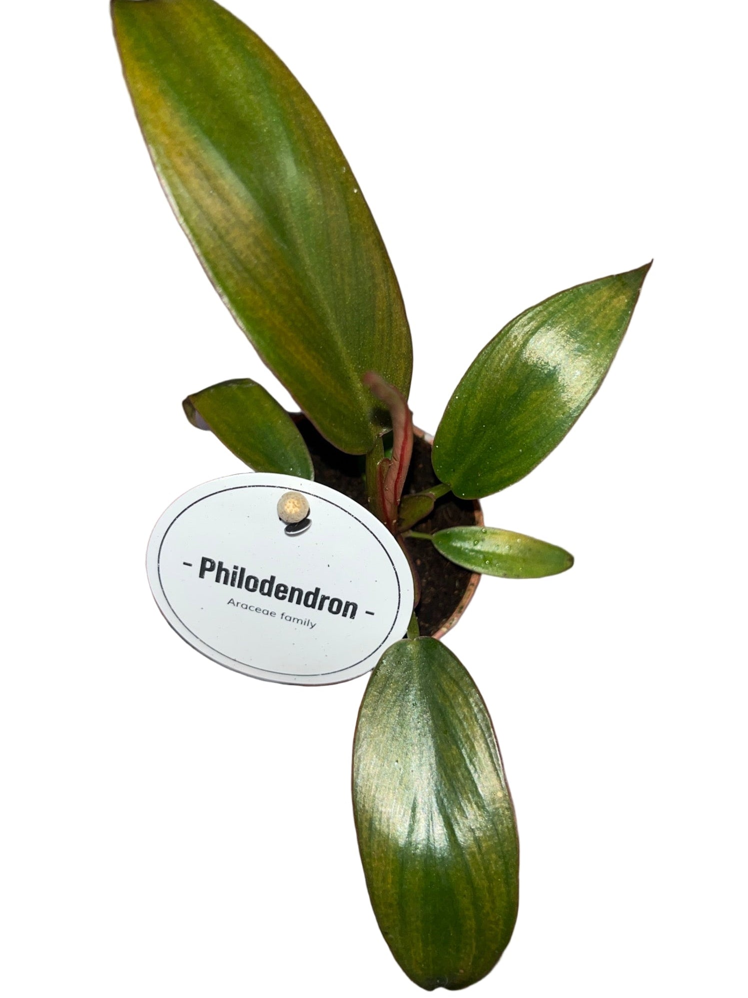 Philodendron Florida Bronze 6cm