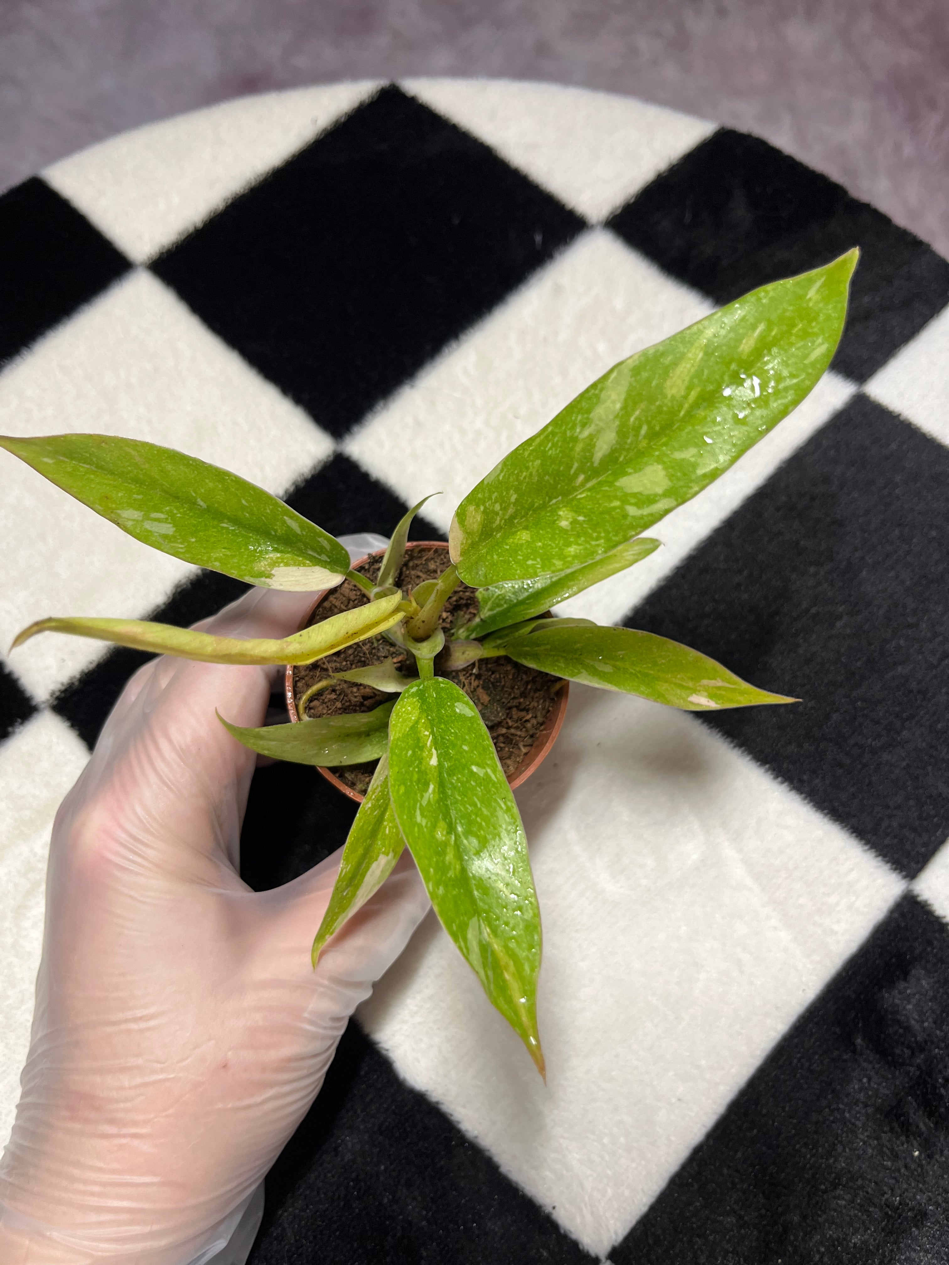 Philodendron Ring of Fire 6cm