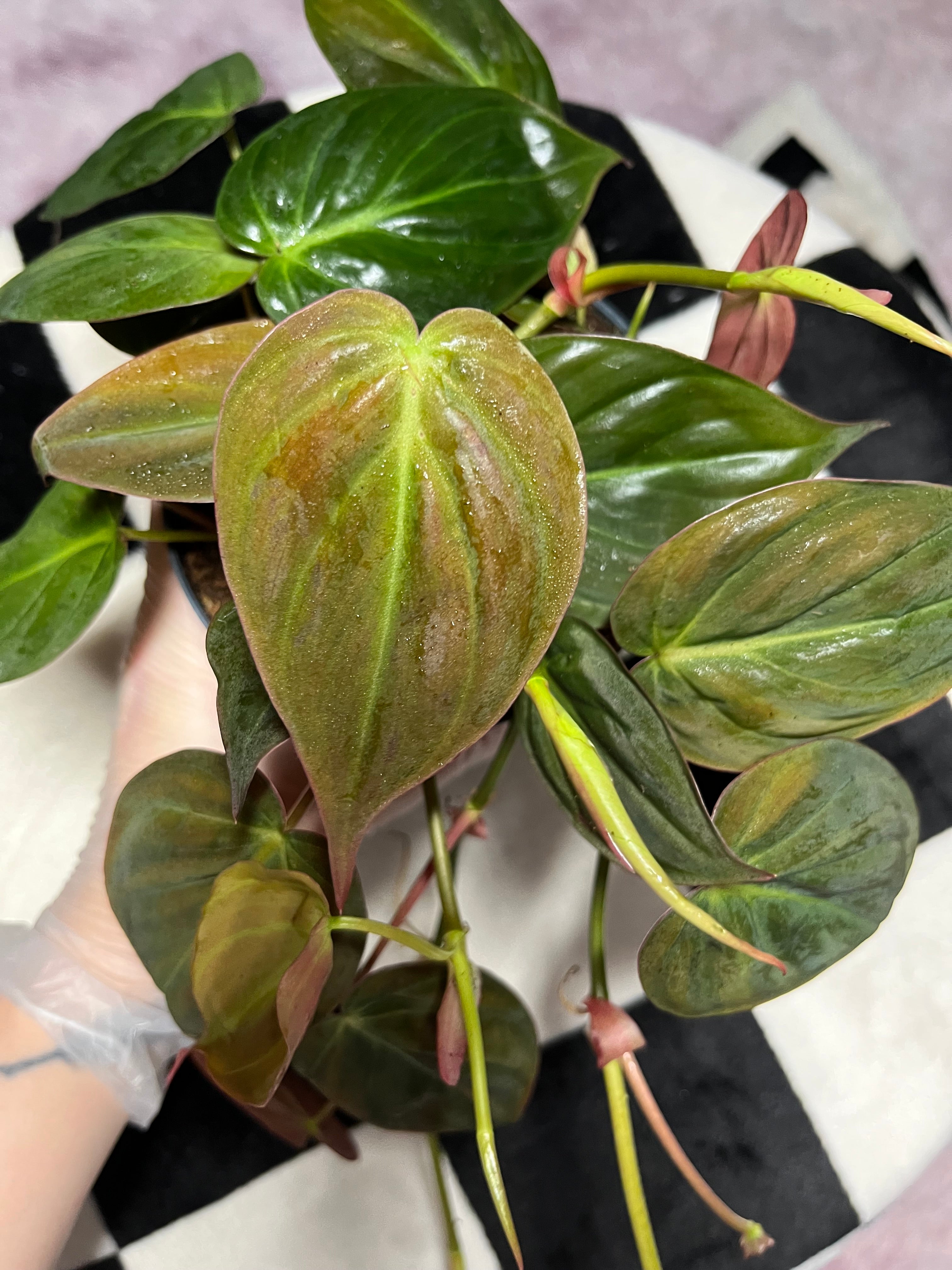 Philodendron Micans Scadens Velvet Leaf 12cm