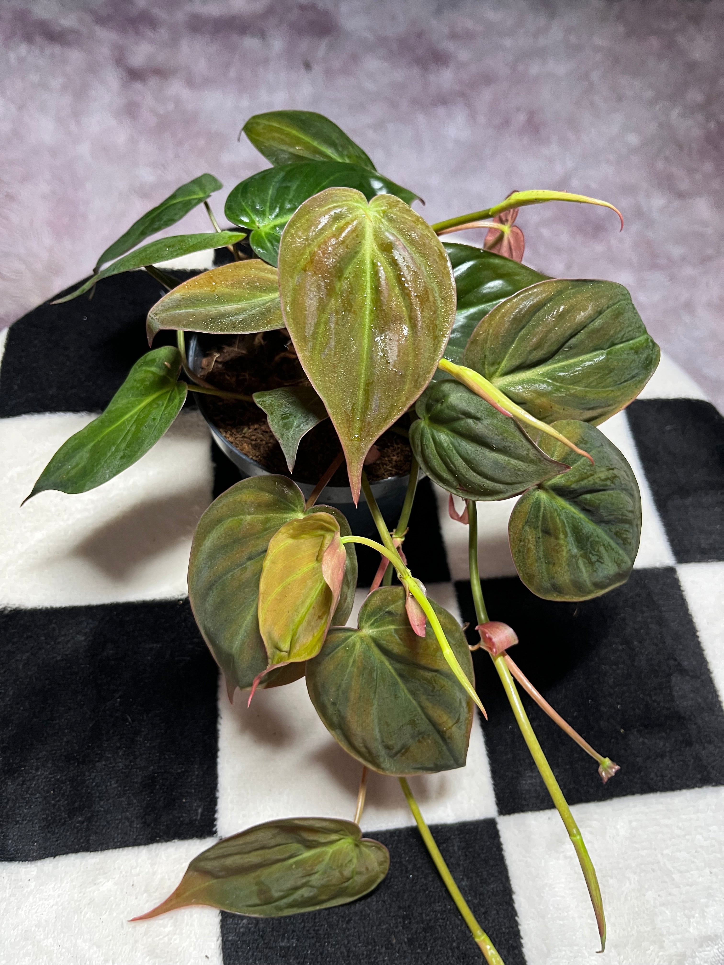 Philodendron Micans Scadens Velvet Leaf 12cm