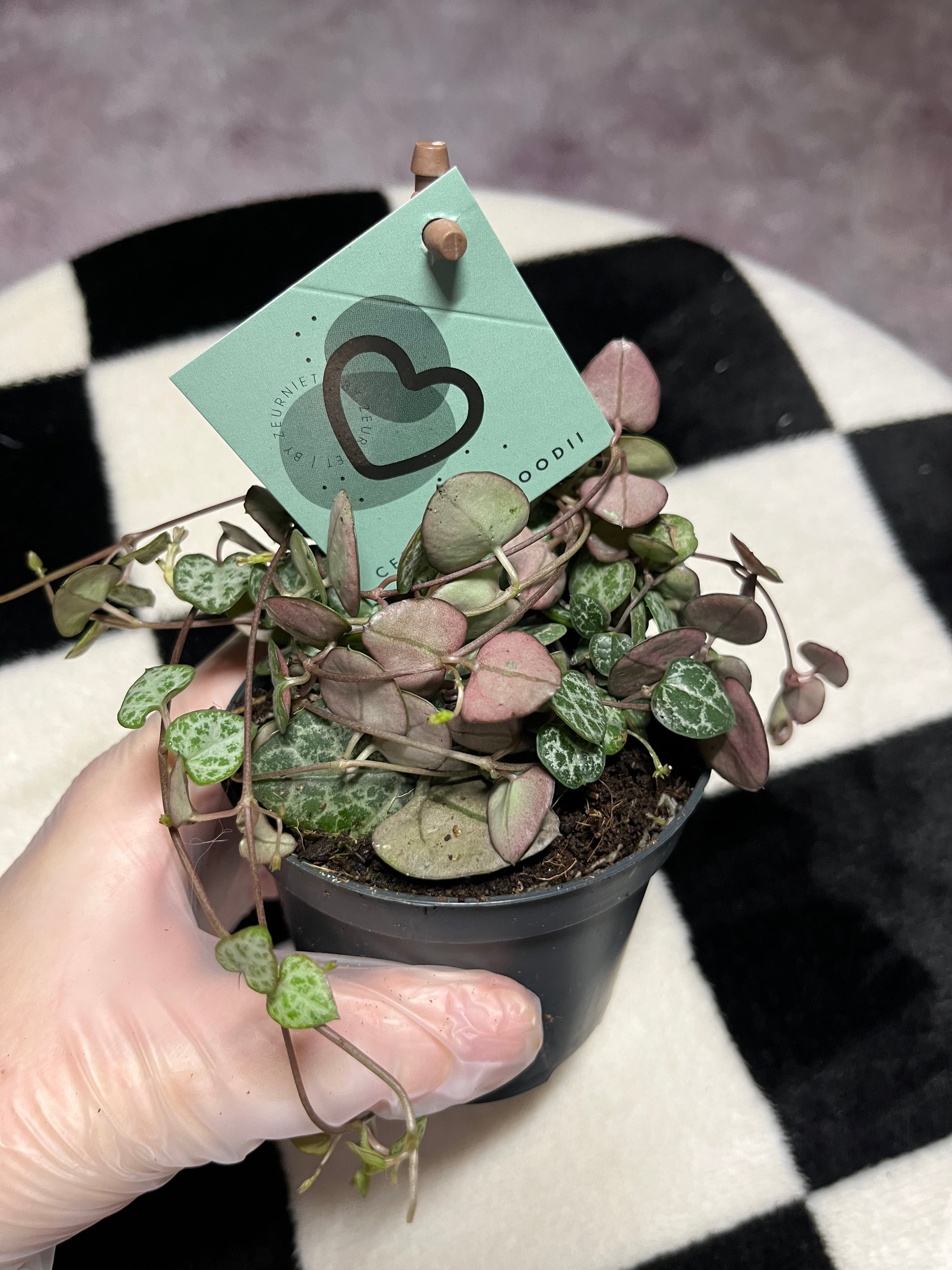 Ceropegia Woodii String of hearts 8.5cm