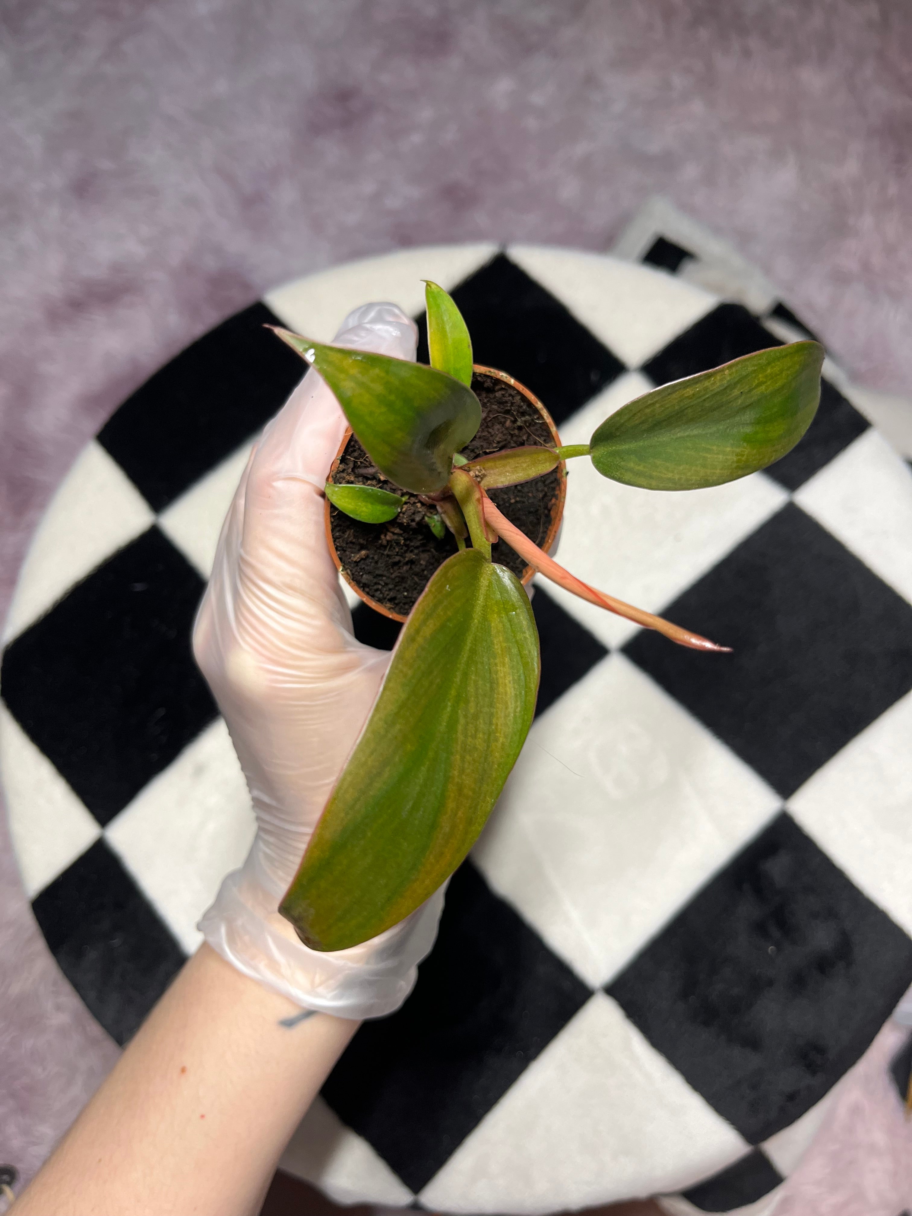 Philodendron Florida Bronze 6cm