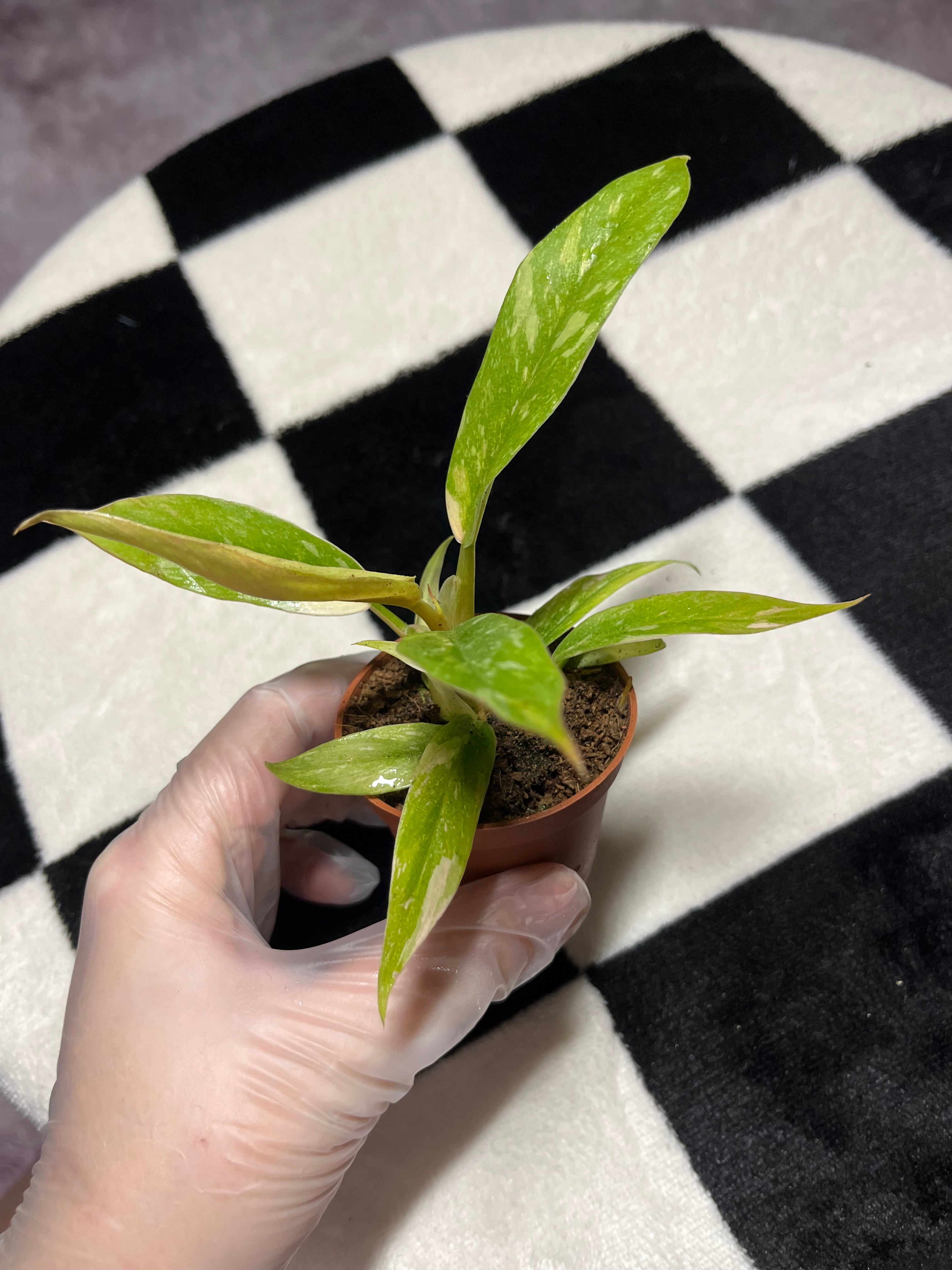 Philodendron Ring of Fire 6cm