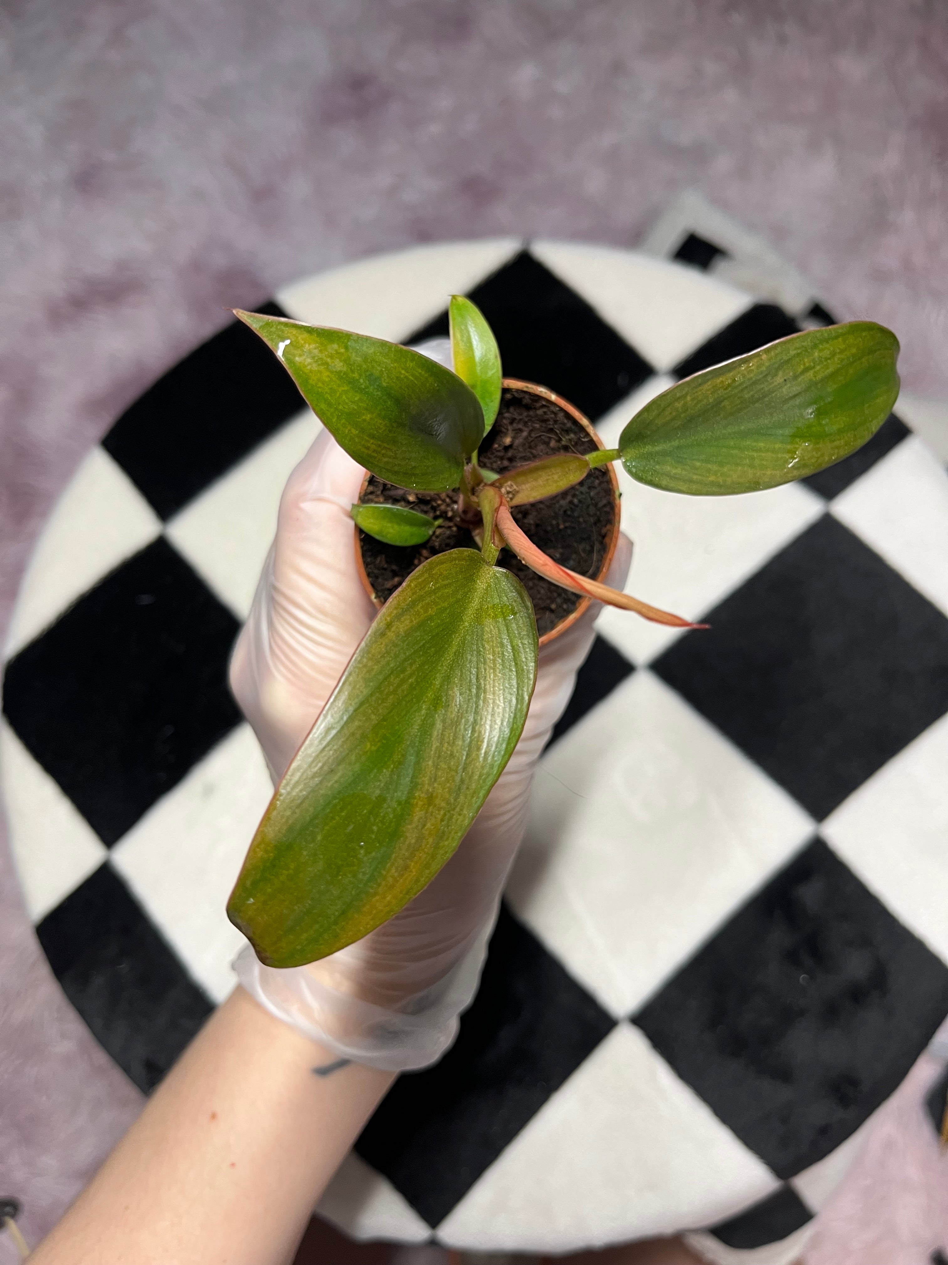 Philodendron Florida Bronze 6cm