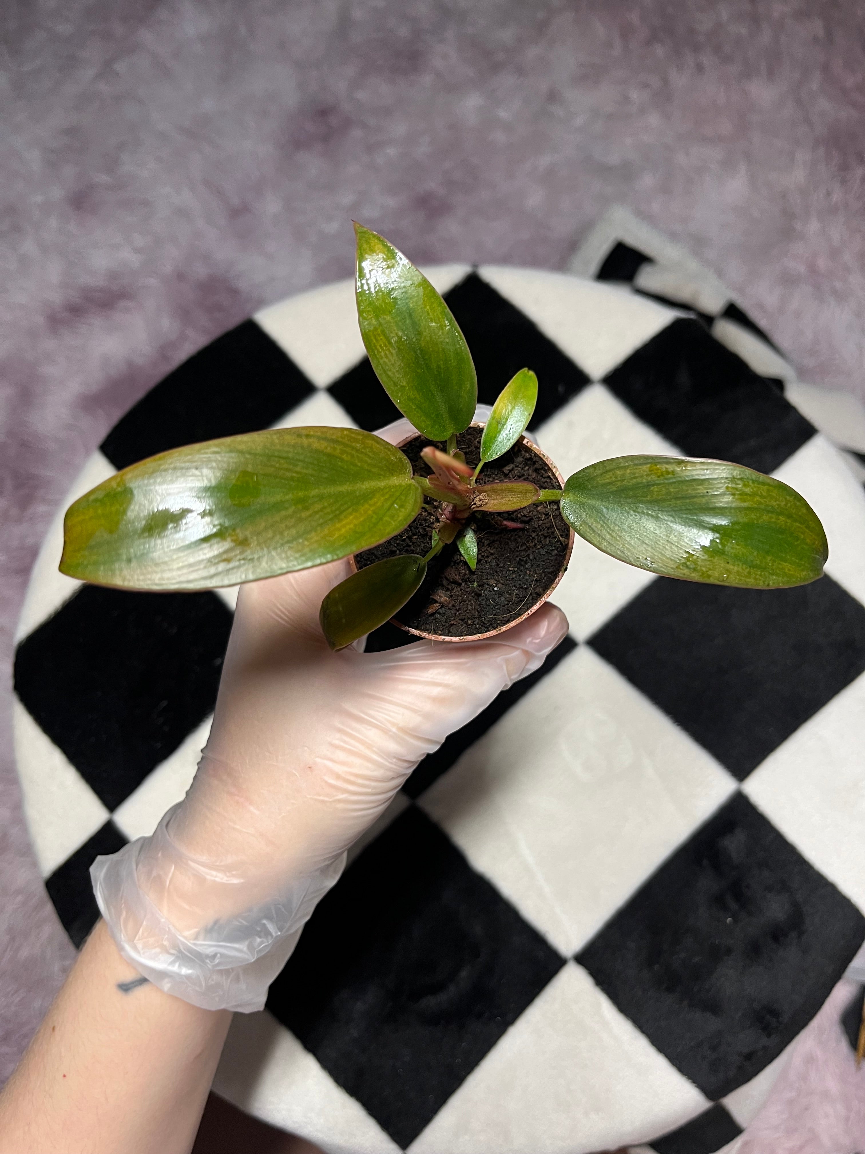 Philodendron Florida Bronze 6cm