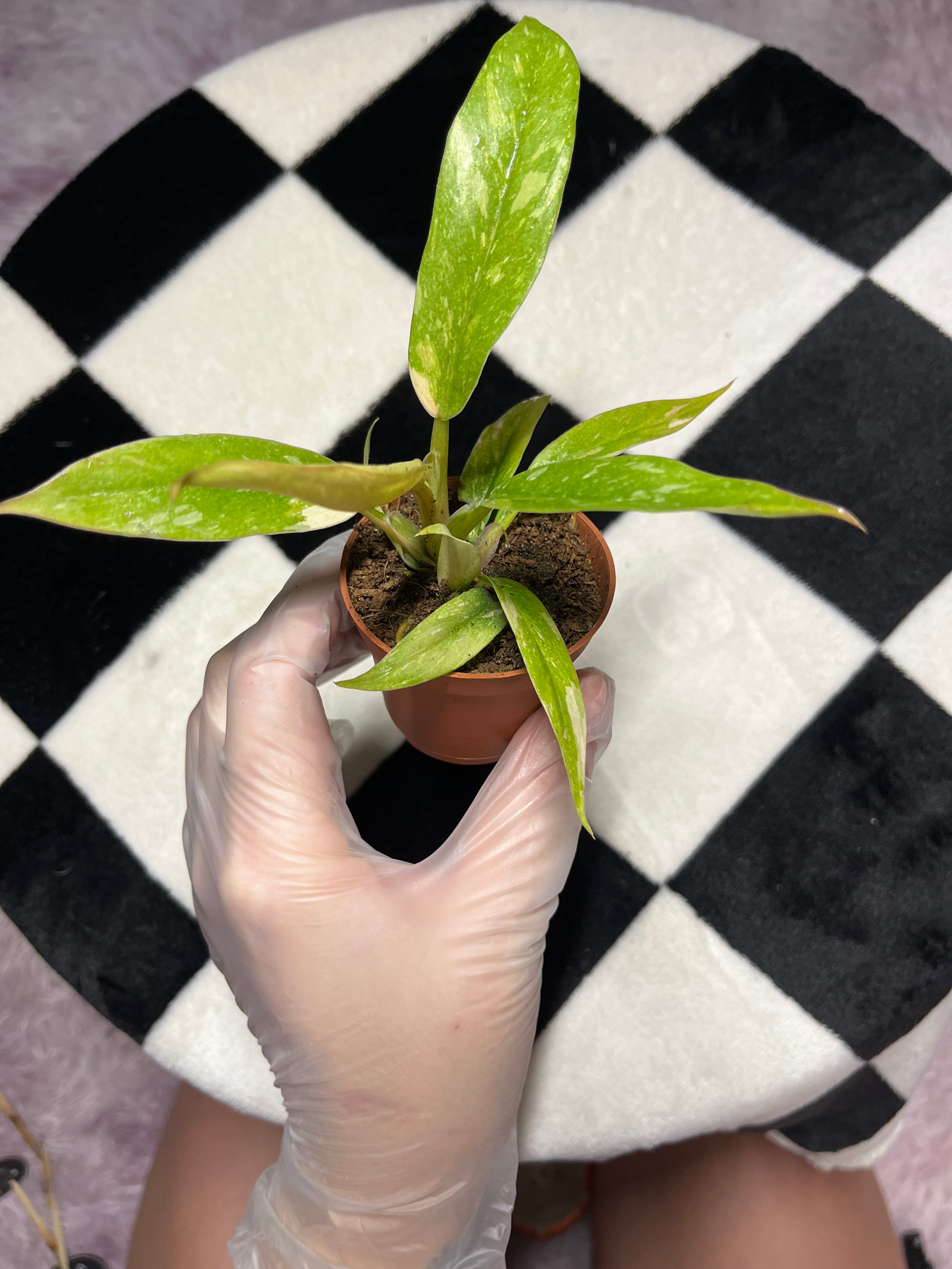 Philodendron Ring of Fire 6cm