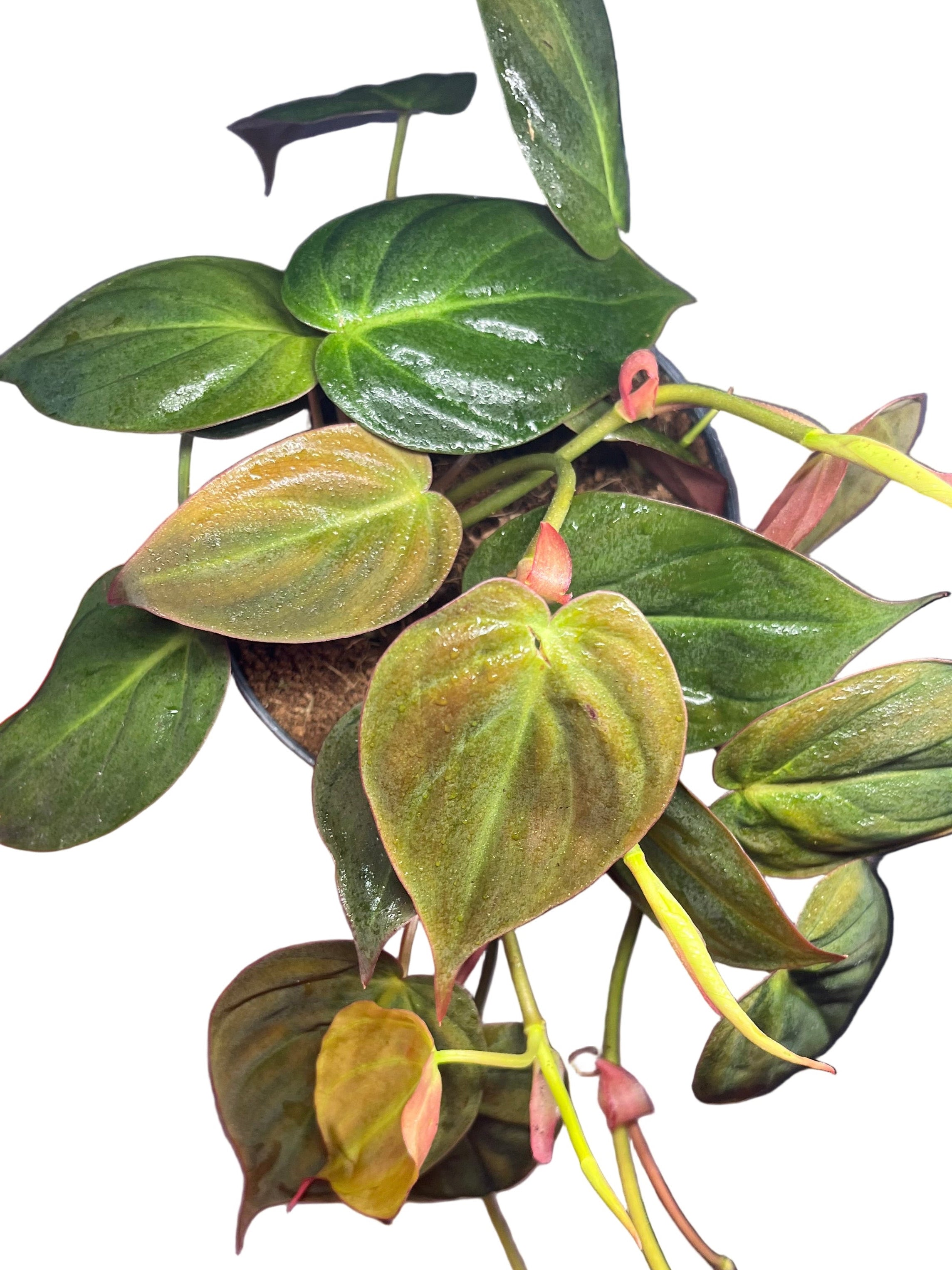 Philodendron Micans Scadens Velvet Leaf 12cm