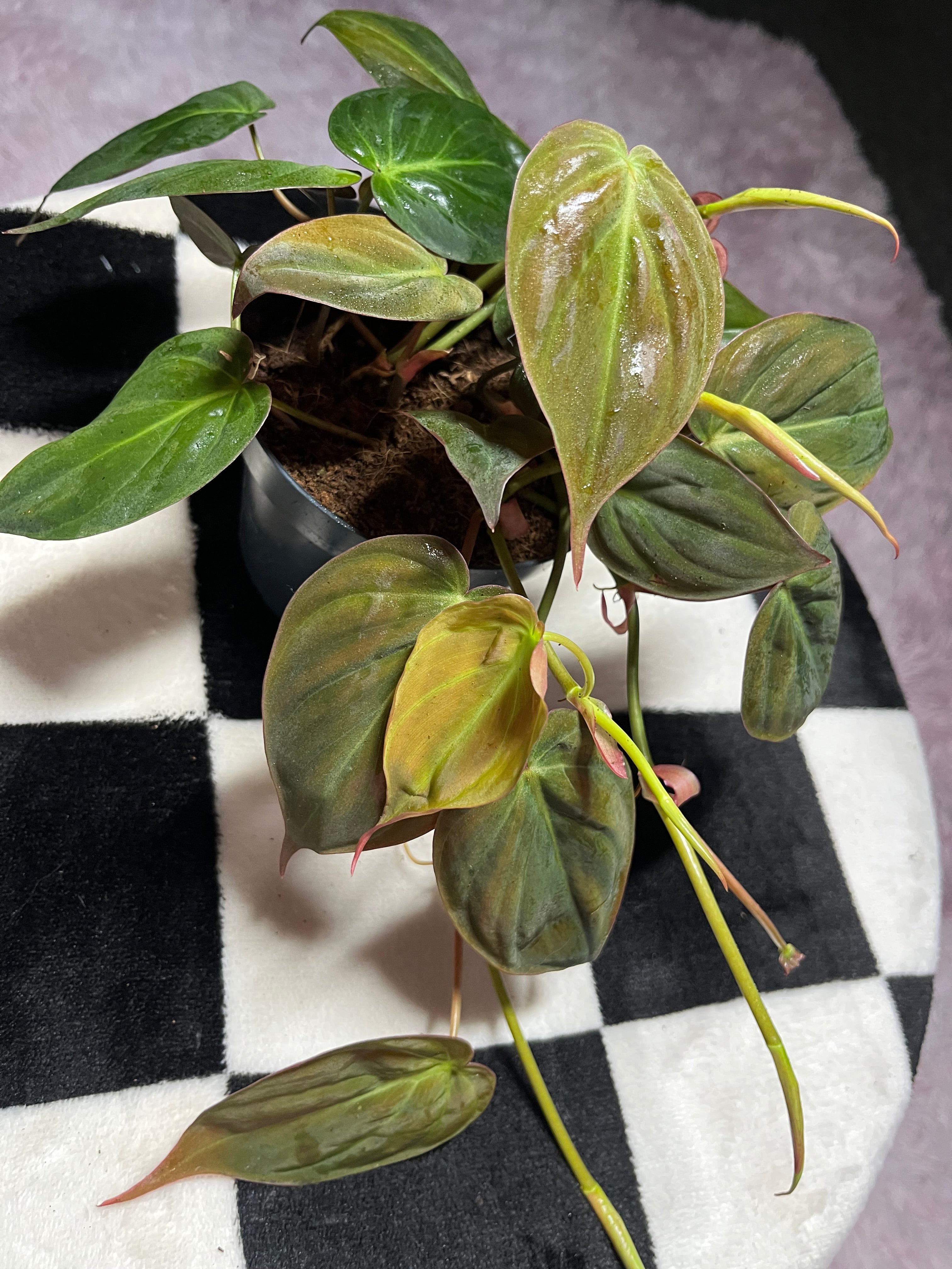 Philodendron Micans Scadens Velvet Leaf 12cm
