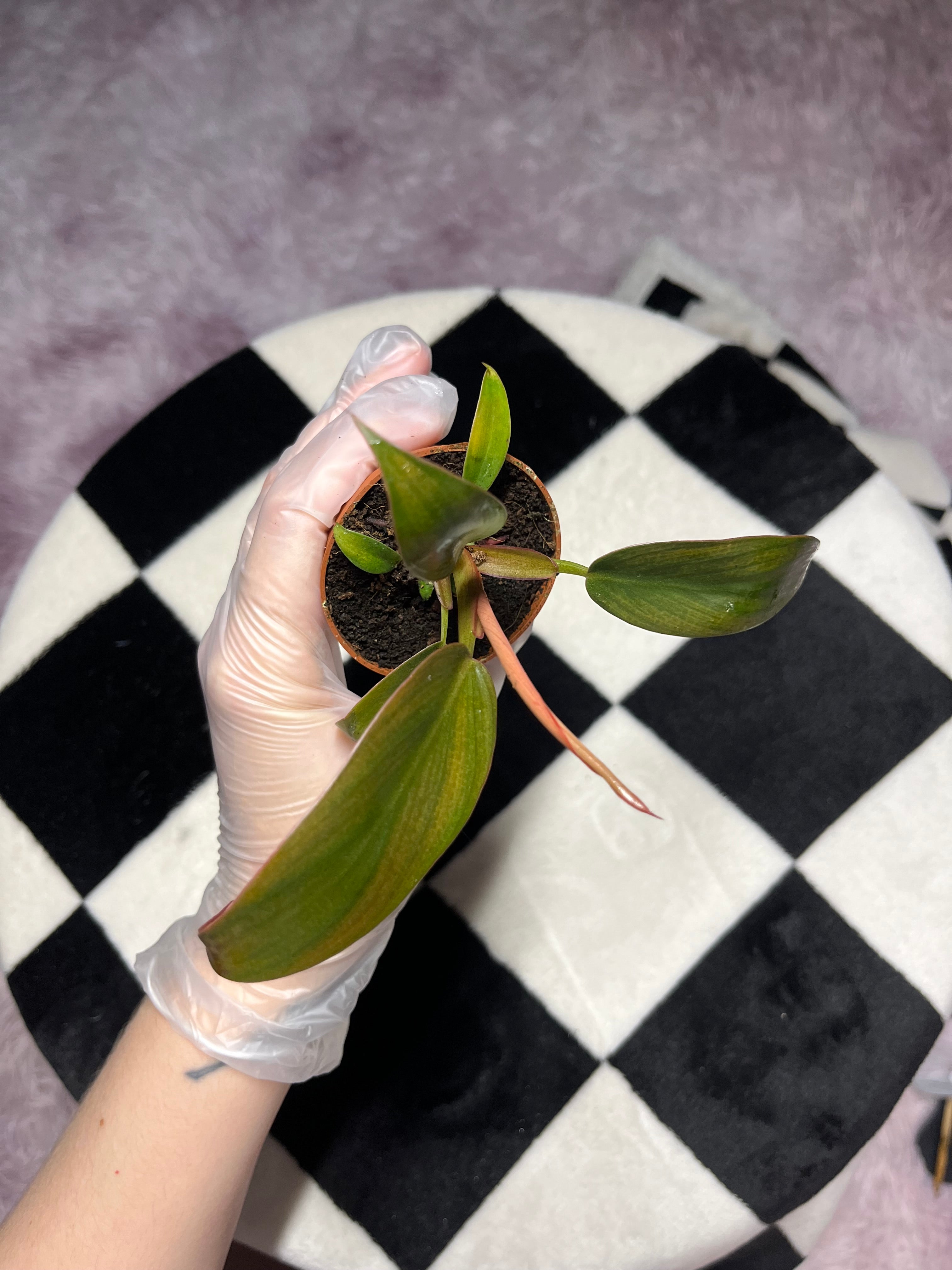 Philodendron Florida Bronze 6cm