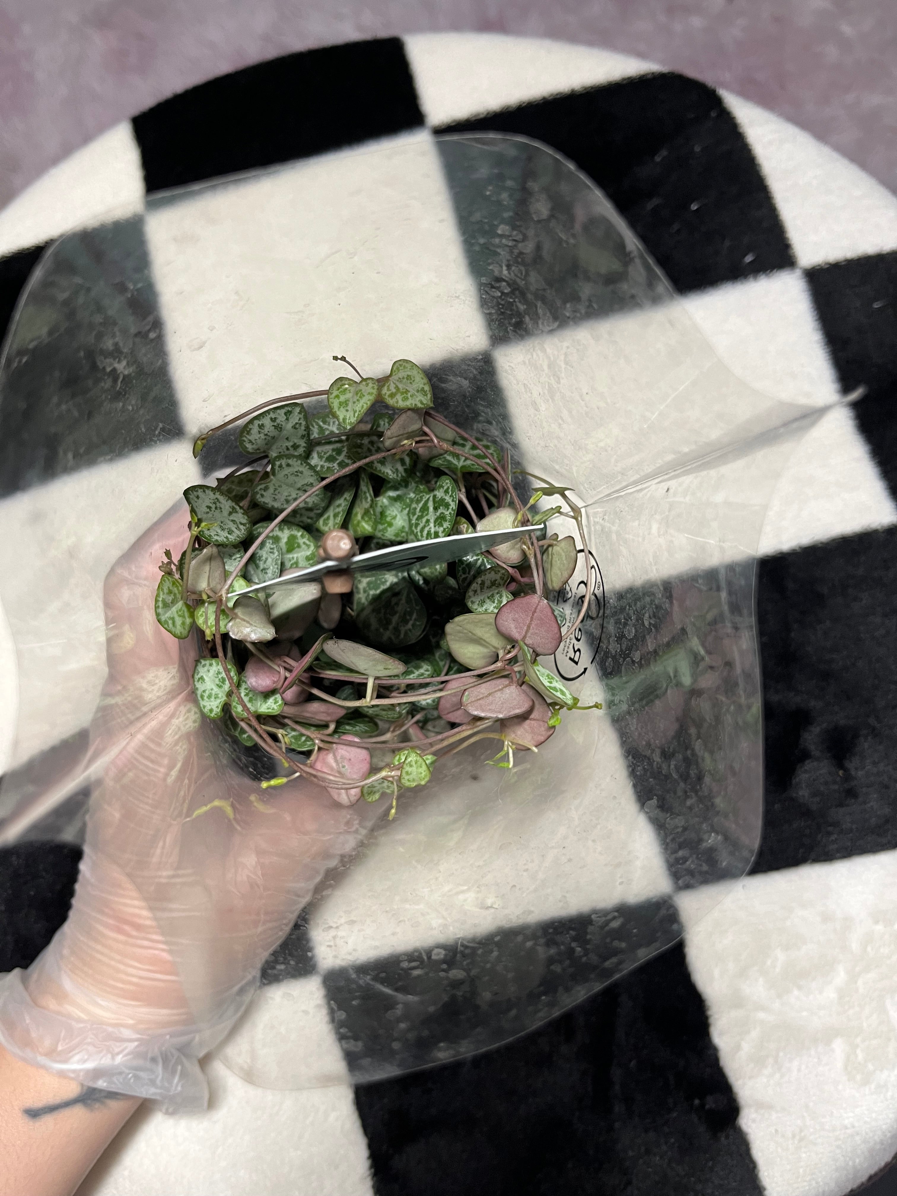 Ceropegia Woodii String of hearts 8.5cm