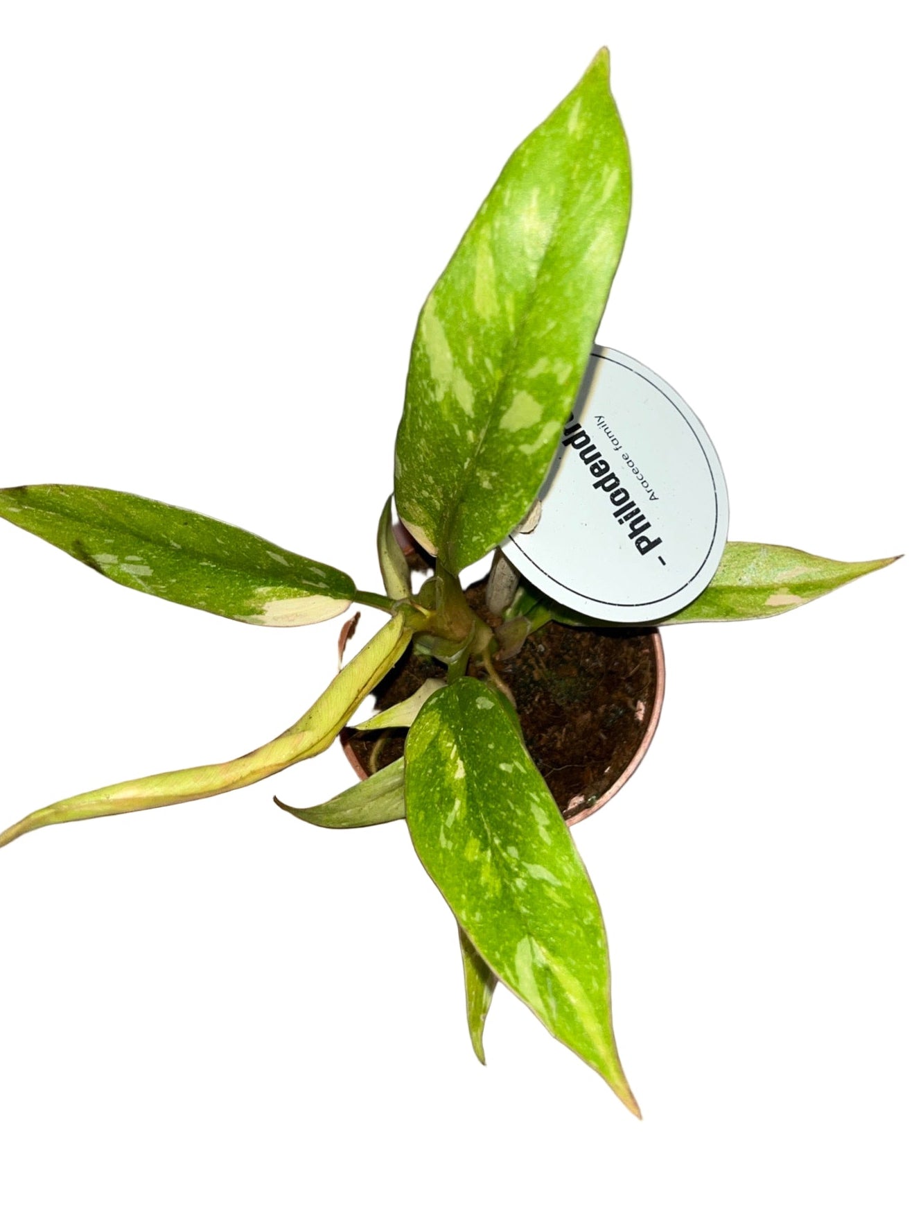 Philodendron Ring of Fire 6cm